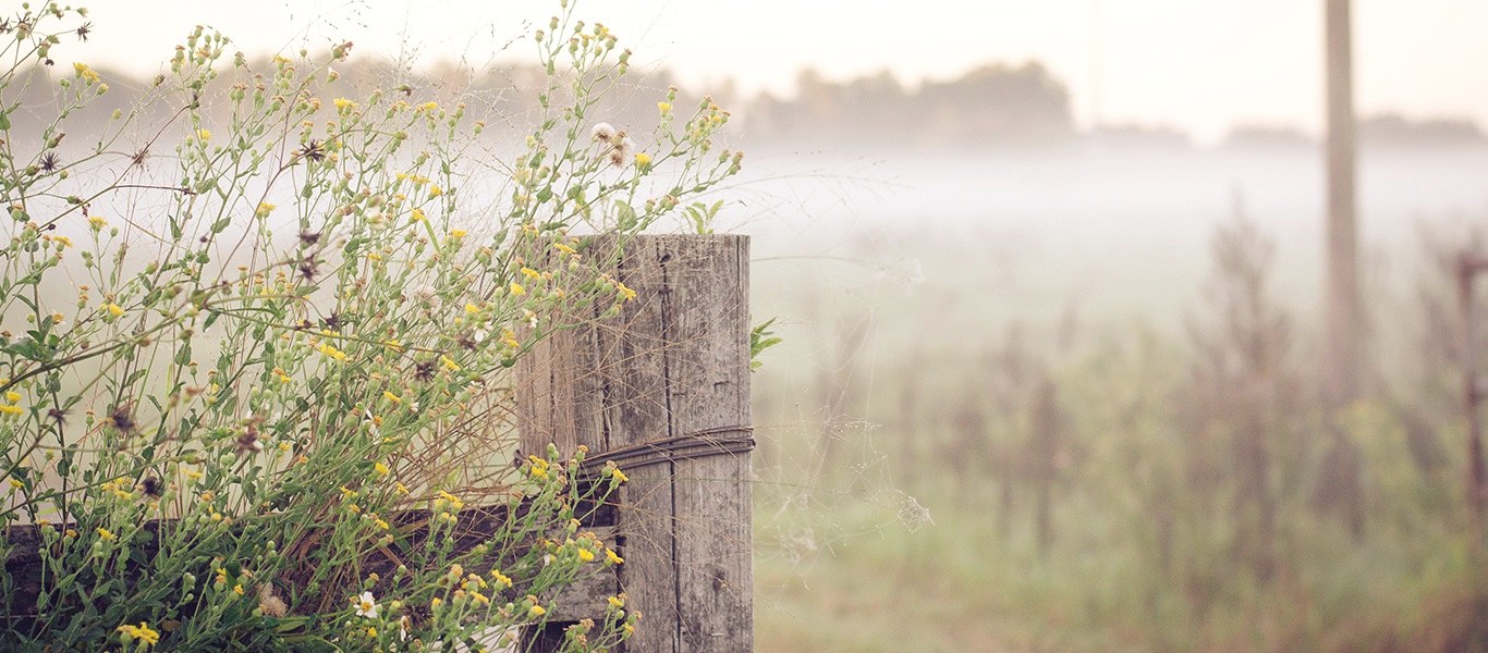 A field of dry grass in soft morning haze